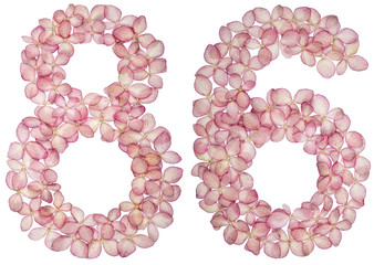 Arabic numeral 86, eighty six, from flowers of hydrangea, isolated on white background