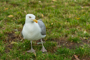 The lesser black-backed gull is a large gull that breeds on the Atlantic coasts of Europe. It is migratory, wintering from the British Isles south to West Africa.