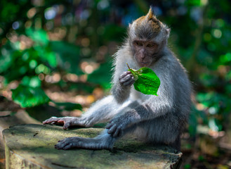 monkey looking for Leaf at the monkey forrest in Ubud, bali