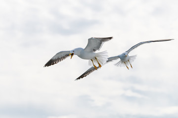 The great black-backed gull is the largest member of the gull family. It breeds on the European and North American coasts and islands of the North Atlantic