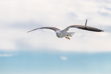 The great black-backed gull is the largest member of the gull family. It breeds on the European and North American coasts and islands of the North Atlantic