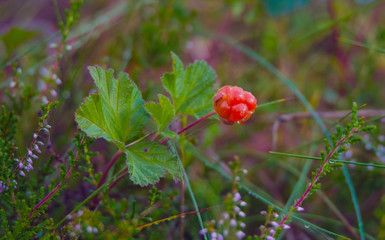 swamp landscape with ripe cloudberry ,cloudberries is a small flock is quite common in the bog.