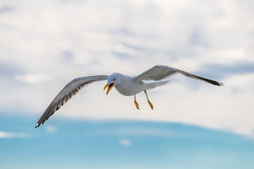 The great black-backed gull is the largest member of the gull family. It breeds on the European and North American coasts and islands of the North Atlantic