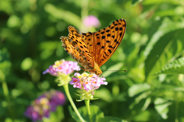 ランタナの花の蜜を吸うツマグロヒョウモンのオス