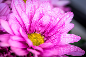 Fototapeta na wymiar lila Blüte der Chrysantheme