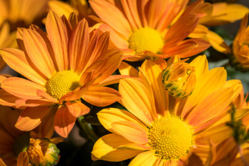 gelbe Blüte der Chrysantheme