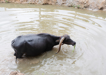 Fototapeta premium black buffalo eating the grass in the farm 