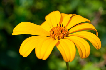 A flower with yellow petals shot close-up against a green background