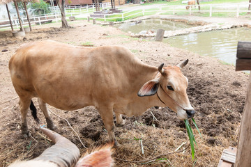cow eating the grass in the farm
