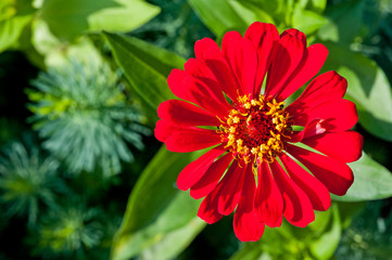 A flower with red petals shot close-up against a green background