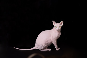 Pink Sphynx with yellow eyes on black background