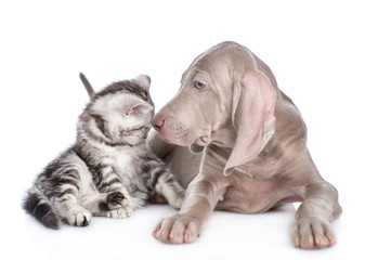 Weimaraner puppy and scottish tabby kitten look at each other. isolated on white background