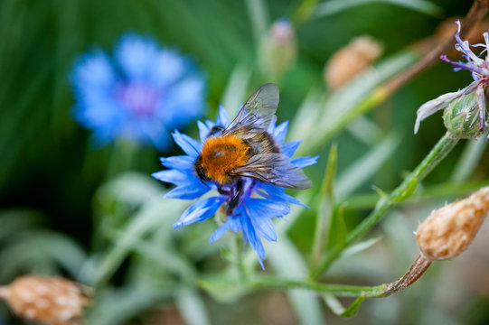 .Bumblebee on a blue flower shot close-up against a background of green grass
