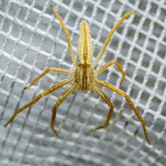 Closeup macro orange and yellow spider on the white web
