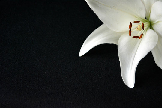 Fototapeta flower white lily on a black background isolated.exclusive elegant composition.minimum art