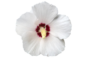 Hibiscus white rose of Sharon 'Red Heart' flower