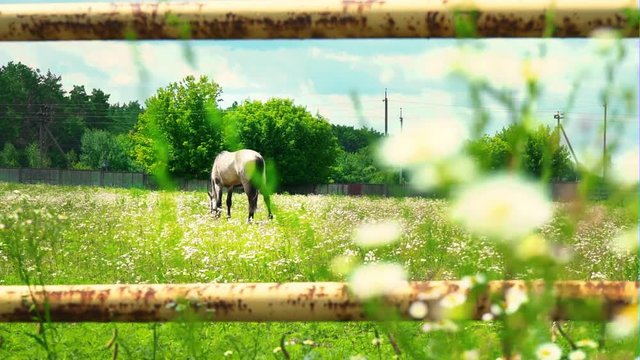 A grown-up horse of ashen color grazes on green grass near the forest. Horse on the pasture on sunny day