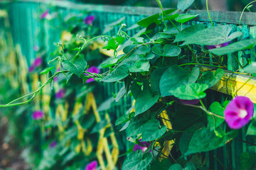 Convolutions flowers on the fence.