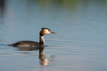 Beautiful nature scene with Great Crested Grebe (Podiceps cristatus). Great Crested Grebe (Podiceps cristatus) in the nature habitat.