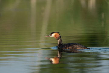 Beautiful nature scene with Great Crested Grebe (Podiceps cristatus). Great Crested Grebe (Podiceps cristatus) in the nature habitat.