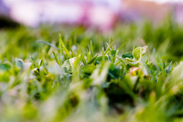 Close Capture On Green Grass Under The Summer Sun