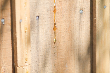fresh resin on wooden boards background