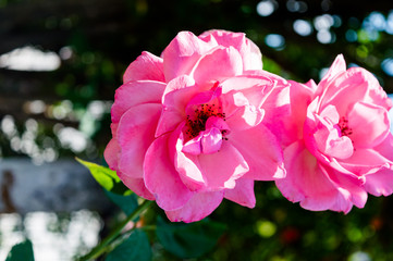 Blooming Roses Under The Summer Sun In Greece