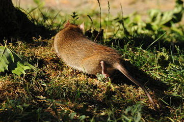 Obraz premium Ratte bei der Nahrungssuche auf einem Feld