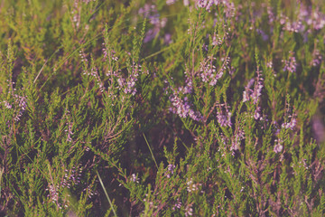 marsh bog plant and mosses