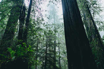 Forest of tall redwood trees