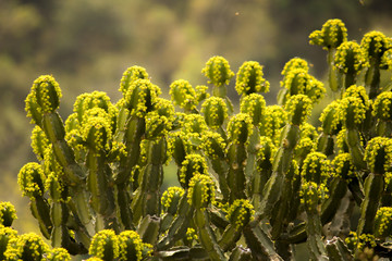 Suru cactus with small yellow flowers wild view