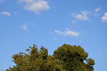 Blauer Himmel mit Wolken über den Baumwipfeln