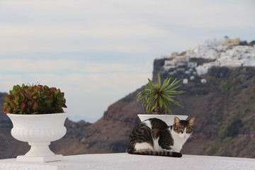 Obraz premium Katze in Santorin