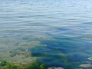 background of beautiful green algae with stones and sand under the transparent water of black sea in Odessa, Ukraine