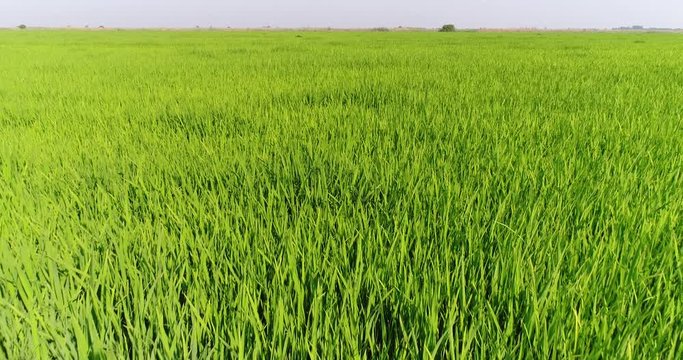 Green rice field. Aerial - Rice plantations, water meadow.