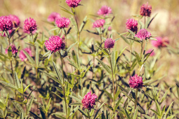 Blossoming clover lawn. Vintage color  