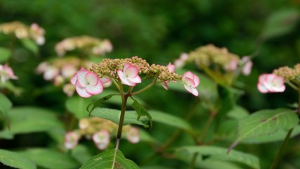Obraz premium 日本の初夏の紫陽花の花
