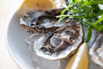 oyster on the ice