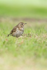 Beautiful nature scene with bird Song Thrush (Turdus philomelos). Song Thrush (Turdus philomelos) on the flower with a yellow background. Song Thrush (Turdus philomelos) in the nature habitat.