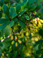 Berries of the barberry growing in a summer garden.Green barberry berries.
