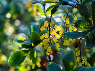 Barberry. Berries of the barberry tree close-up. Berberis. 