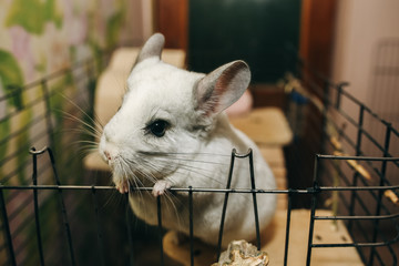 Cute fluffy white chinchilla is sitting in the cage. Pet at home. White fur and friendly animal.