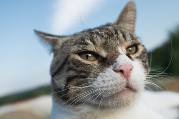 Cat portrait, extreme close up