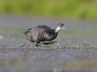 Coot, Fulica atra