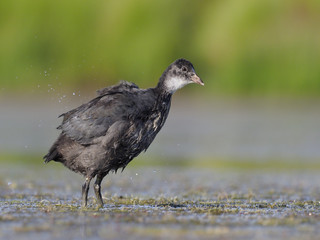 Coot, Fulica atra