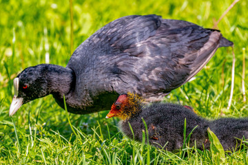 Coot with chicks in the meadow