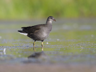 Moorhen, Gallinula chloropus