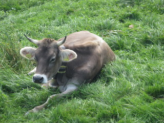 kuh, tier, rinder, bauernhof, gras, braun