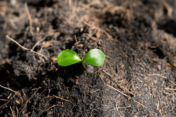 Little plant growing seed in soil background on top view new life growth ecology concept