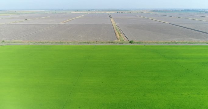 Aerial view, rice fields, water meadow. Green field, rice cultivation, farm.
